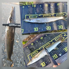 カマスの釣果