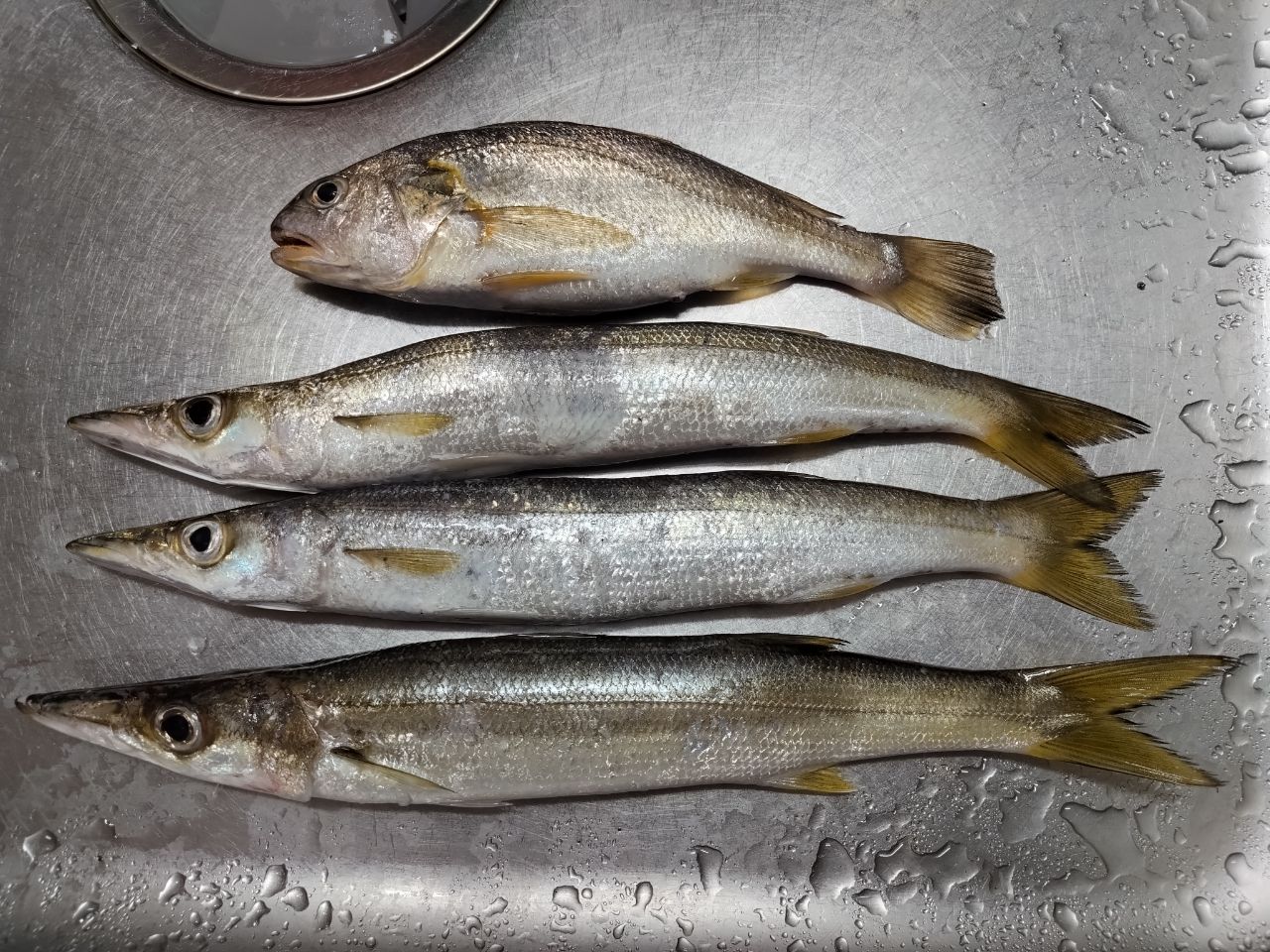 カマス