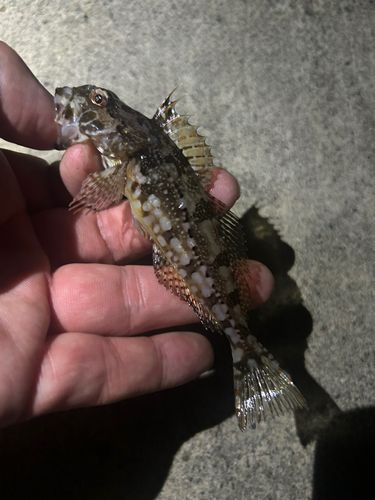 アナハゼの釣果