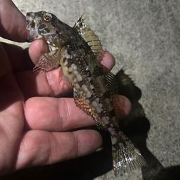 アナハゼ