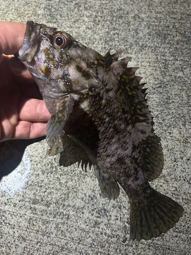 ソイの釣果