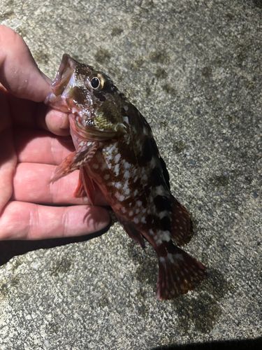 カサゴの釣果