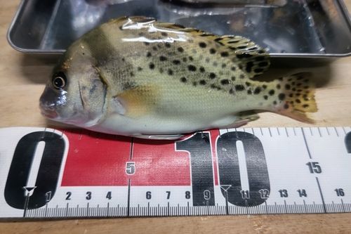 コショウダイの釣果