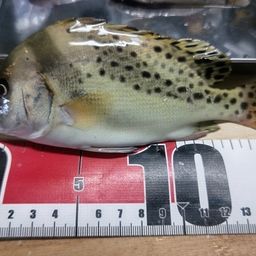コショウダイ