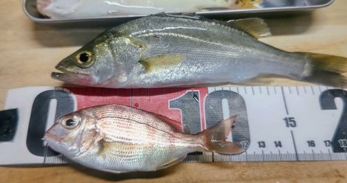 チャリコの釣果