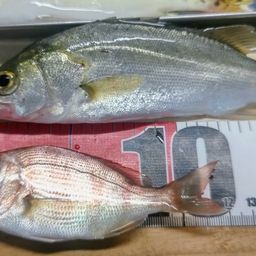 チャリコ