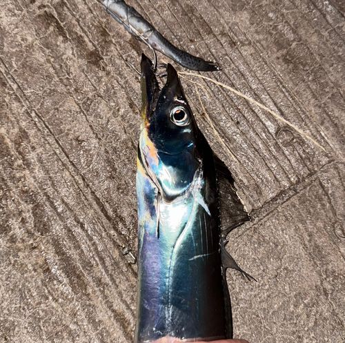 タチウオの釣果