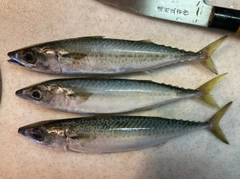 サバの釣果