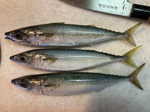 伊良湖サーフ