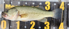 ブラックバスの釣果
