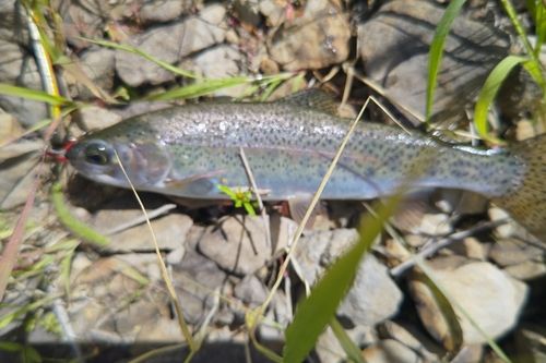 ニジマスの釣果