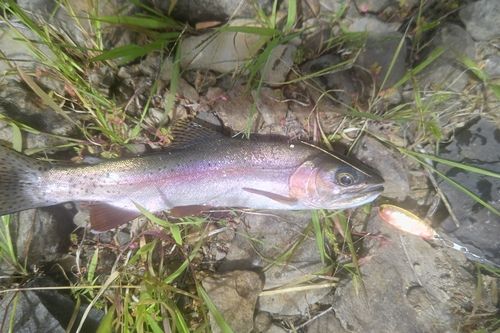 ニジマスの釣果