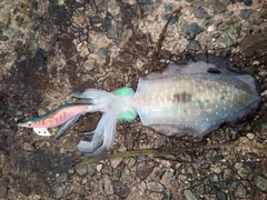 アオリイカの釣果