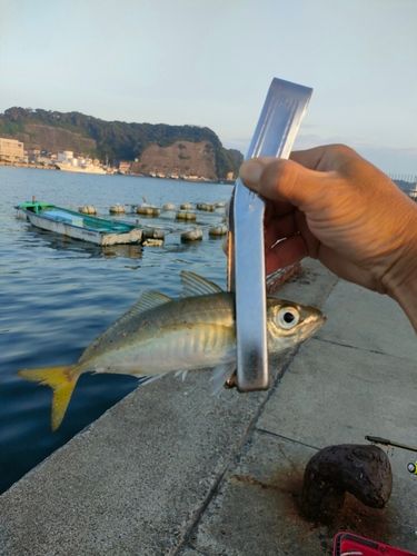 勝浦湾