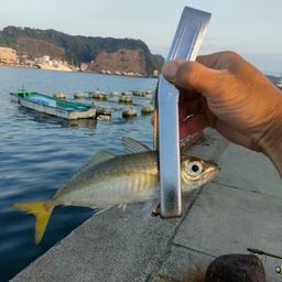 シマアジ
