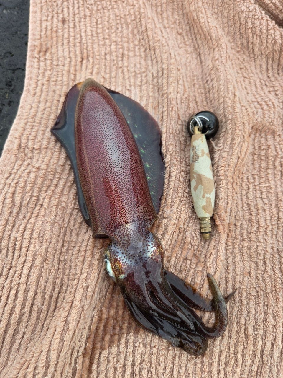 アオリイカ
