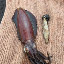 アオリイカ