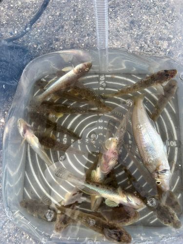 ハゼの釣果