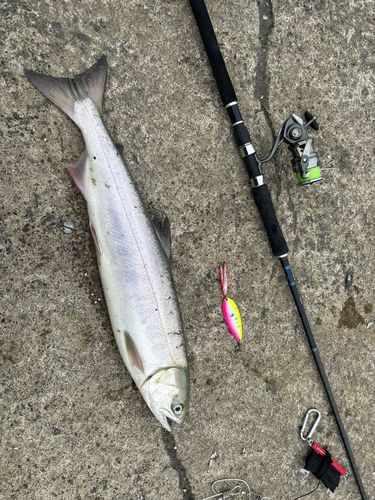 アキアジの釣果