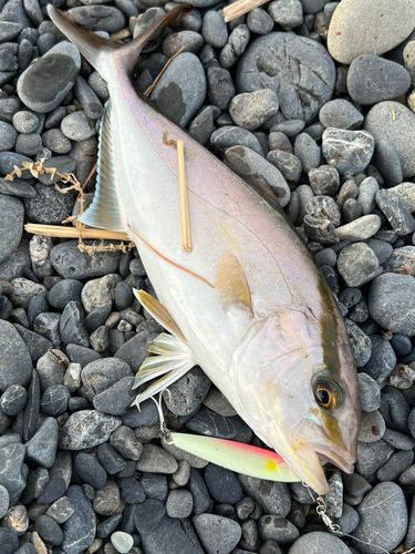 ショゴの釣果