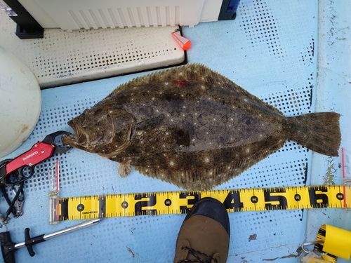 ヒラメの釣果