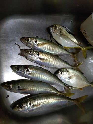 桂浜