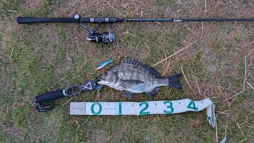 チヌの釣果