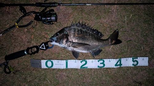 チヌの釣果