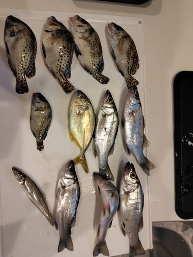 セイゴ（ヒラスズキ）の釣果