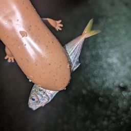 アジ