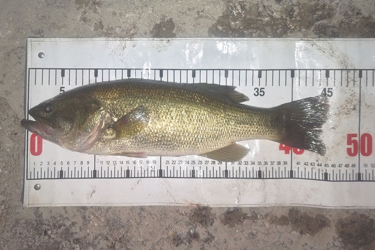 ラージマウスバス