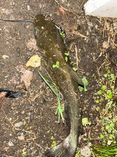 アメリカナマズの釣果