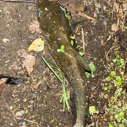 アメリカナマズ