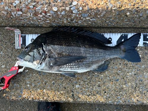 クロダイの釣果