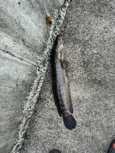 ライギョの釣果