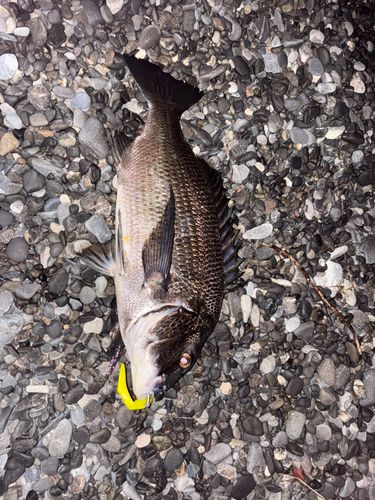 チヌの釣果