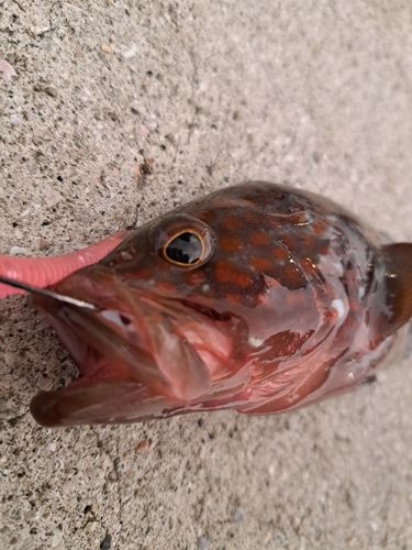 キジハタの釣果