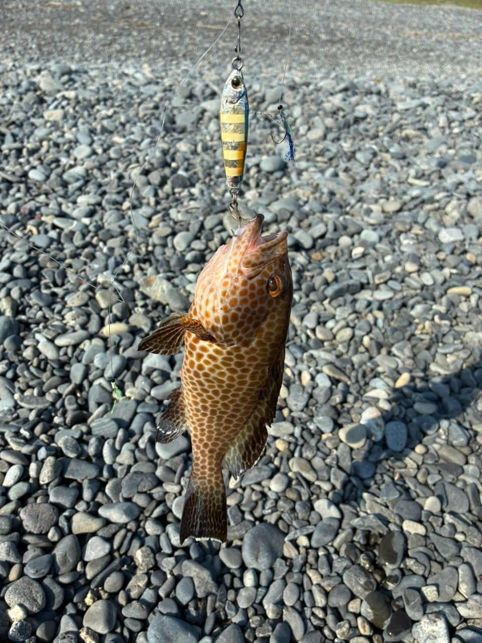 オオモンハタ