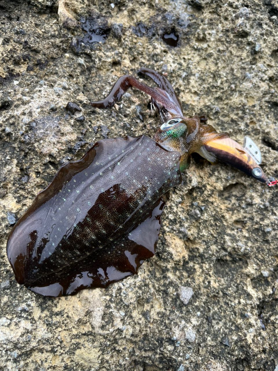 アオリイカ