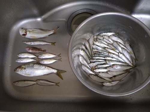 若洲海浜公園海釣り施設