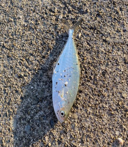 イケカツオの釣果