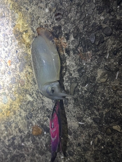 シリヤケイカの釣果