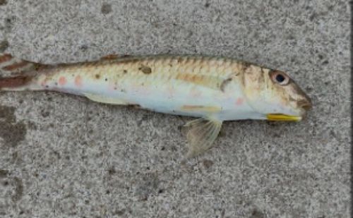 ヒメジの釣果