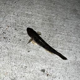 ハゼ