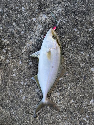 豊浜漁港