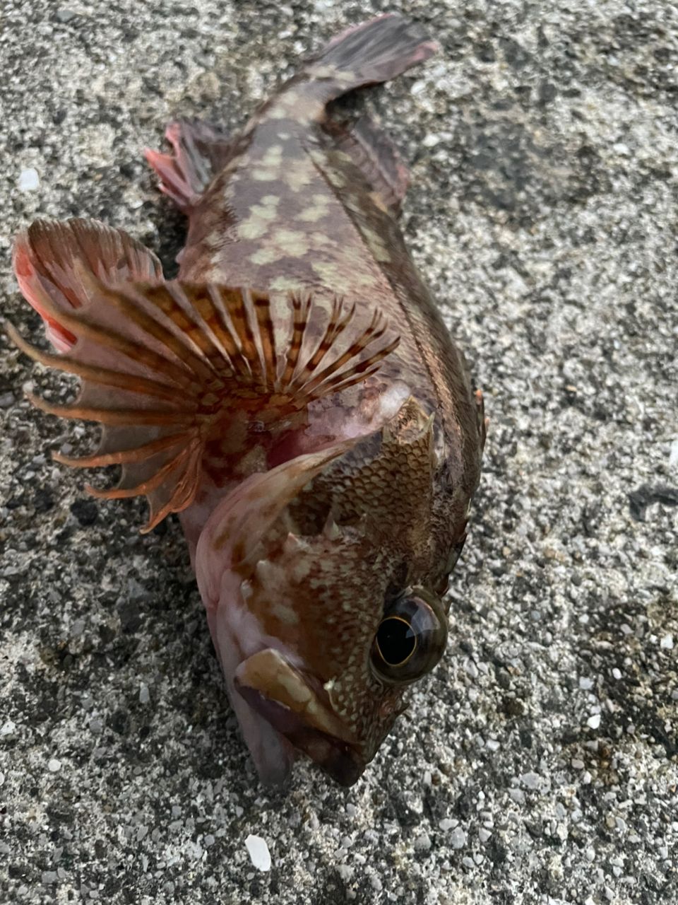 カサゴ
