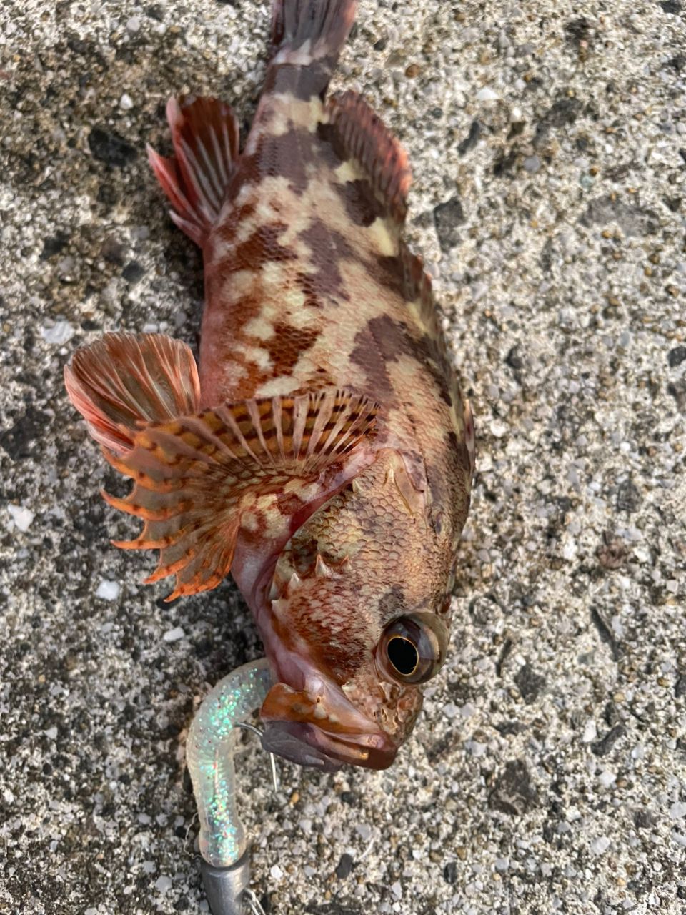 カサゴ