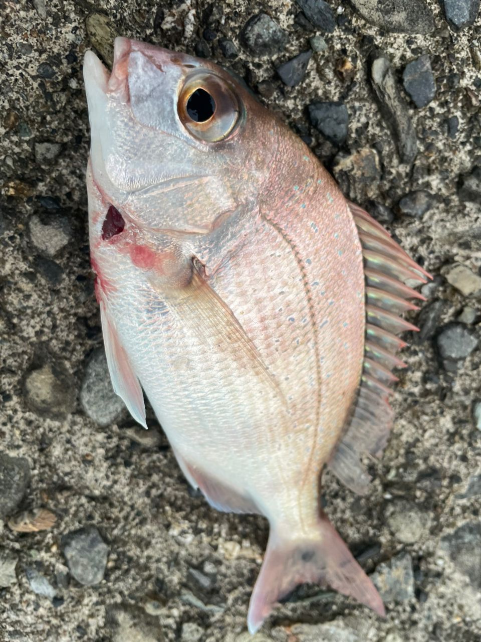 カサゴ