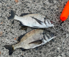 クロダイの釣果