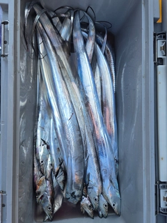 スルメイカの釣果